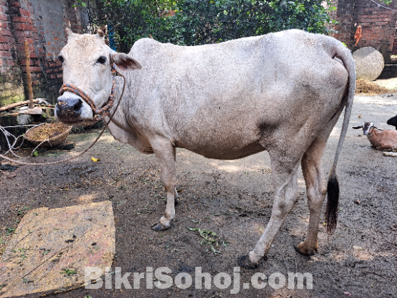 গরু বিক্রি হবে